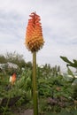 A tall orange flower blooms in a garden under a cloudy sky Royalty Free Stock Photo
