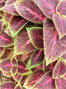 The striking texture of Coleus leaves is maroon, bright green, Royalty Free Stock Photo