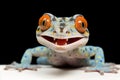 Striking tokay gecko, recognized for its vivid blue and orange coloration