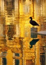 Golden Reflections, Lone Duck Royalty Free Stock Photo