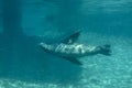 Striking view of a single California sea lion as it swims in its habitat at the Point Defiance Zoo Royalty Free Stock Photo