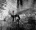 Striking water reflections of woodland scene backdrop a mute swan swimming Royalty Free Stock Photo