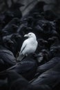 A striking white crow stands confidently among several black crows, creating a captivating contrast. This powerful image Royalty Free Stock Photo