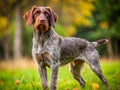Striking Wirehaired Pointer Griffon Venden Mix A Look at the Unique Breed Cross Royalty Free Stock Photo