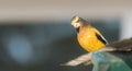 Striking yellow Evening Grosbeak, Coccothraustes vespertinus. Colourful heavyset finch. Royalty Free Stock Photo
