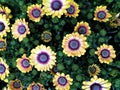 Yellow Osteospermum flowers and buds