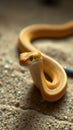 Beautifully colored yellow snake gracefully coiling on sandy surface in a close up view
