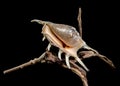 Lambis tiger Shell on Driftwood with Black Background Royalty Free Stock Photo