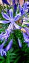 Strikingly Beautiful Purple Flower Royalty Free Stock Photo