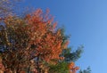 Strikingly brilliant orange autumn leaves against deep blue sky Royalty Free Stock Photo