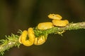 A strikingly colored yellow and white Eyelash Pit Viper, Bothriechis schlegelii, coiled in a tree and vine in Costa Rica, Royalty Free Stock Photo