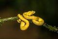 A strikingly colored yellow and white Eyelash Pit Viper, Bothriechis schlegelii, coiled in a tree and vine in Costa Rica, Royalty Free Stock Photo