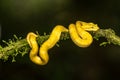 A strikingly colored yellow and white Eyelash Pit Viper, Bothriechis schlegelii, coiled in a tree and vine in Costa Rica, Royalty Free Stock Photo