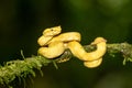 A strikingly colored yellow and white Eyelash Pit Viper, Bothriechis schlegelii, coiled in a tree and vine in Costa Rica, Royalty Free Stock Photo