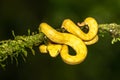 A strikingly colored yellow and white Eyelash Pit Viper, Bothriechis schlegelii, coiled in a tree and vine in Costa Rica, Royalty Free Stock Photo