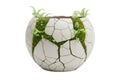 Unique cracked ceramic sphere planter with green moss and small decorative accents Royalty Free Stock Photo