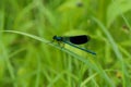 Strikoza on a branch A small long skin color of green-blue dragonfly of metallic hue with large eyes and transparent wings on the Royalty Free Stock Photo