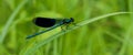 Strikoza on a branch A small long skin color of green-blue dragonfly of metallic hue with large eyes and transparent wings on the Royalty Free Stock Photo