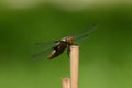Strilking broad bodied chaser dragonfly, female