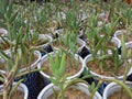 String of bananas succulents propagation in a plant nursery closeup view Royalty Free Stock Photo