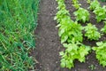 String bean and onion plants Royalty Free Stock Photo