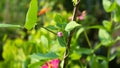 String bean plants vine on bamboo with blurred background Royalty Free Stock Photo