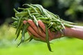 String beans Royalty Free Stock Photo