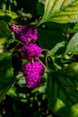 A String of Beautiful Bright Purple Berries Royalty Free Stock Photo