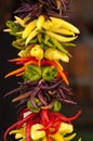 String of colorful peppers