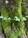 String of english ivy plant growing over an old moss covered tree trunk Royalty Free Stock Photo