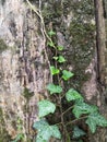 String of english ivy plant growing over an old moss covered tree trunk Royalty Free Stock Photo