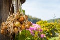 A string of golden onions hanging to dry outside Royalty Free Stock Photo