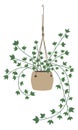 String of hearts green plant. Houseplant color icon