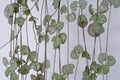 String of Hearts, Rosary Vine Ceropegia woodii, Ceropegia linearis ssp. woodii