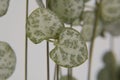 String of Hearts, Rosary Vine Ceropegia woodii, Ceropegia linearis ssp. woodii Royalty Free Stock Photo