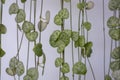 String of Hearts, Rosary Vine Ceropegia woodii, Ceropegia linearis ssp. woodii Royalty Free Stock Photo