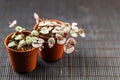 String of hearts young ceropegia plant in a pot Royalty Free Stock Photo