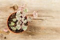 String of hearts young ceropegia plant in a pot Royalty Free Stock Photo