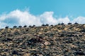 String of horses in American West