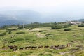 String of Horses High in the Mountains