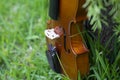 String instrument brown violin outdoor in the garden