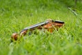 String instrument brown violin outdoor in the garden