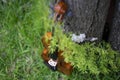 String instrument brown violin outdoor in the garden