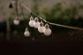 String of LED bulbs Royalty Free Stock Photo