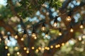 String of Light Bulbs Hanging From a Tree Royalty Free Stock Photo