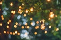 String of Light Bulbs Hanging From a Tree Royalty Free Stock Photo