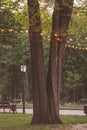 string lights hanging from trees in a garden, creating a festive atmosphere. a garland of light bulbs glowing with warm light Royalty Free Stock Photo