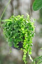 String of Nickels or dischidia nummularia variegata