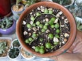 String of pearls Curio rowleyanus succulents in a small terracotta pot closeup view