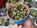 String of pearls Curio rowleyanus succulents in a small terracotta pot closeup view